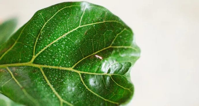 What are the requirements for watering a fiddle leaf fig?