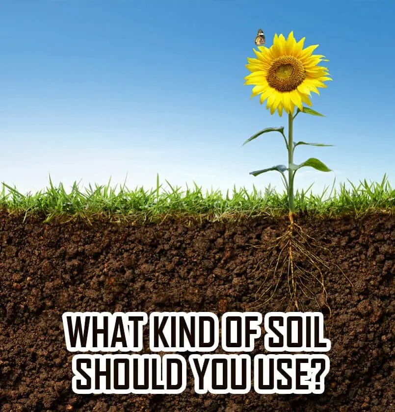 What kind of soil should you use What kind of soil should you use