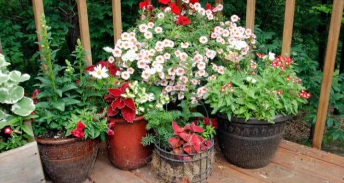What type of pot is best for flowers?