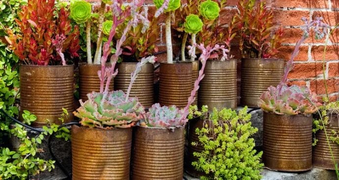 When to Water Container Plants?