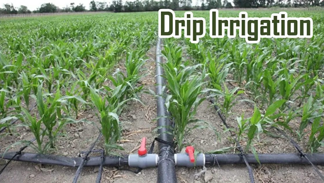 drip irrigation