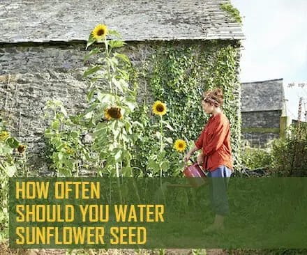 how often should you water sunflower seed