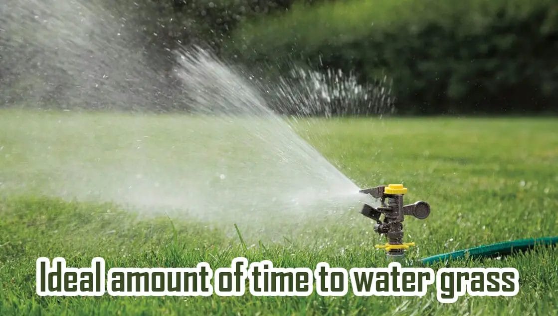 ideal amount of time to water grass