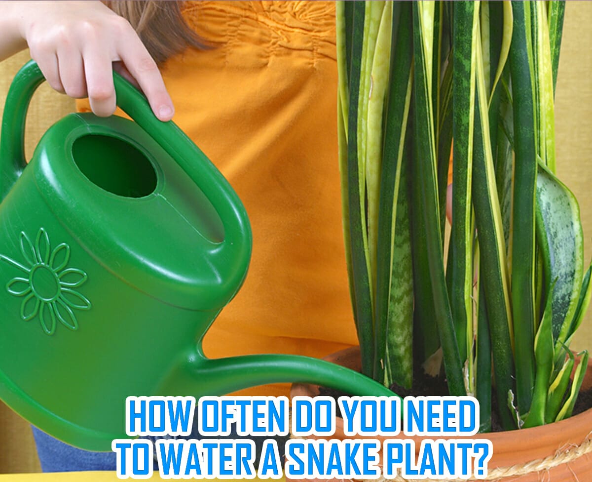 How Often Do You Need To Water A Snake Plant?