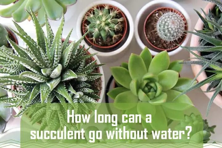 How Long Can A Succulent Go Without Water?