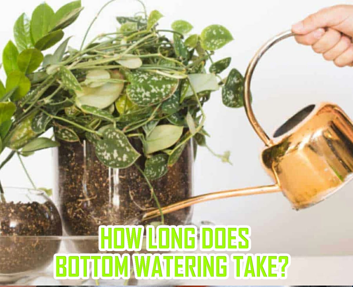 How Long Does Bottom Watering Take? The Benefits