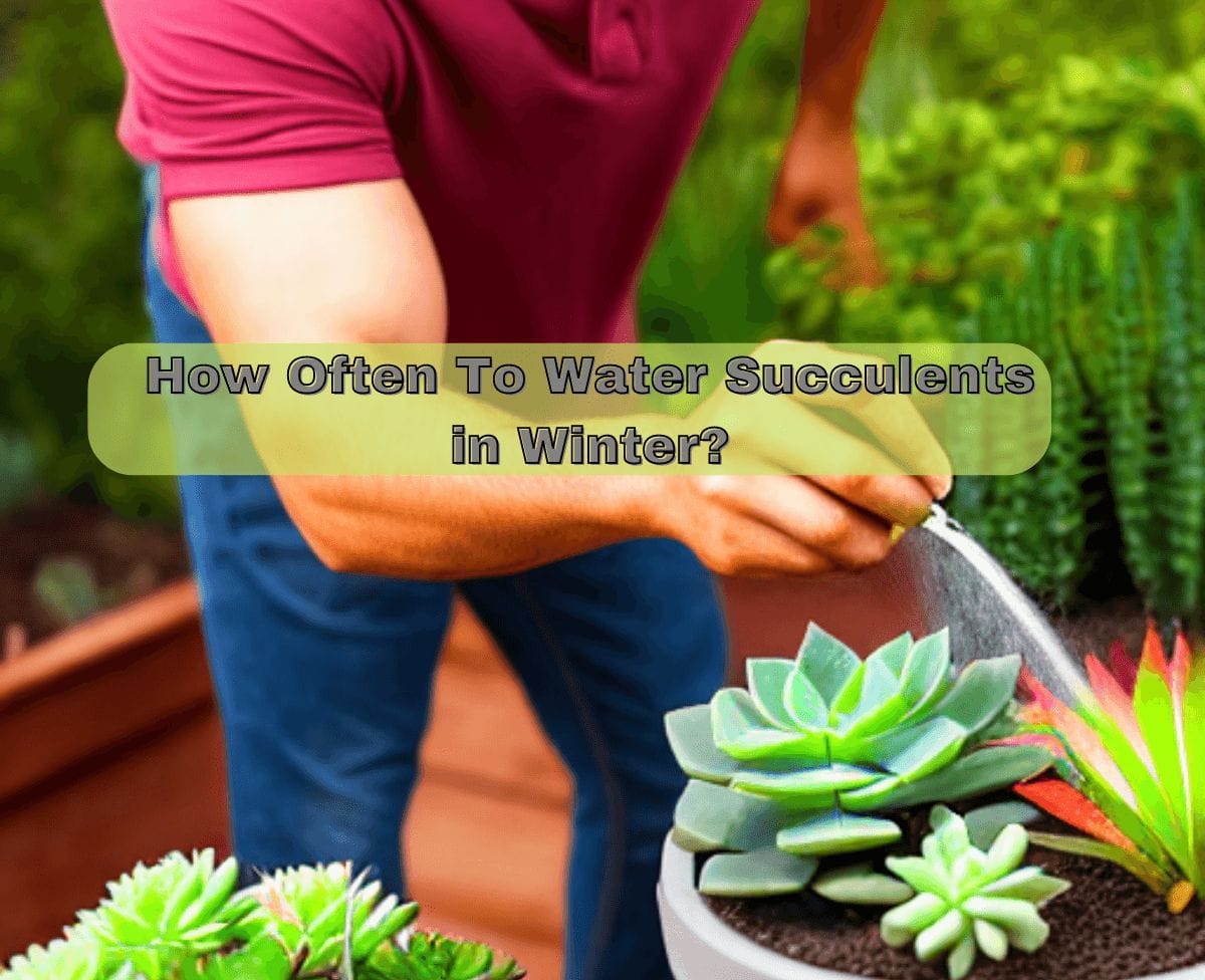 How Often Should You Water Succulents In Winter?