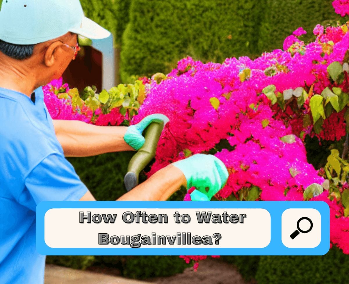 How Often To Water Bougainvillea? [The Complete Guide]