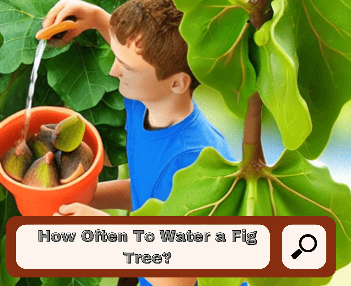 How Often To Water A Fig Tree? The Fiddle Leaf Fig Expert