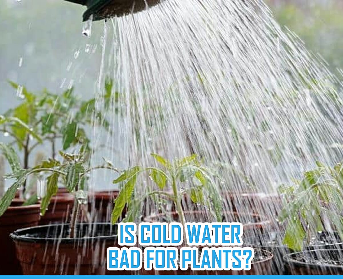 Hot Or Cold Water Which Is Better For Plant Growth?