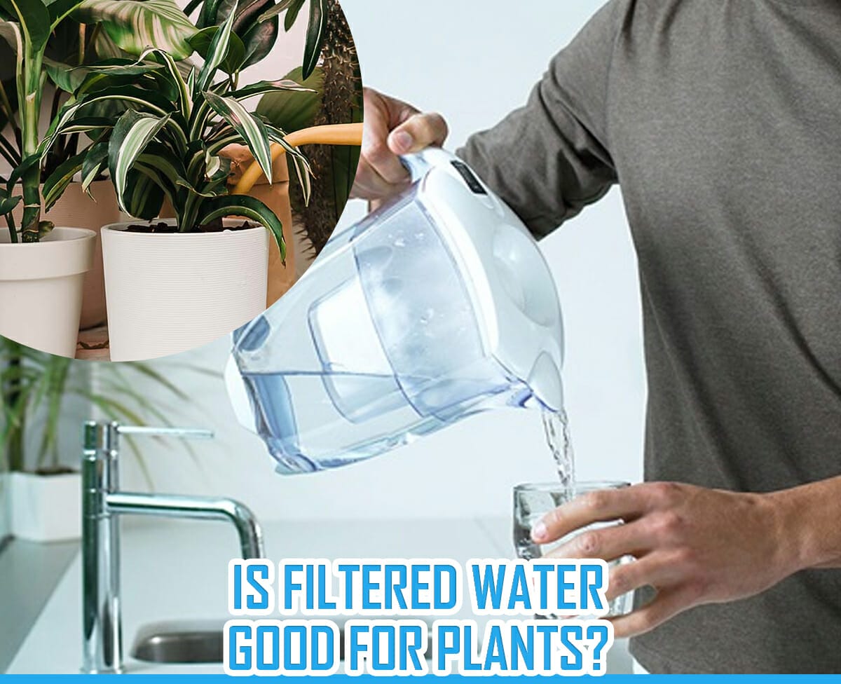 Is Filtered Water Good For Plants? [The Answer Might Surprise You]