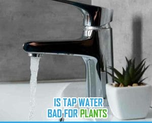 is tap water bad for plants