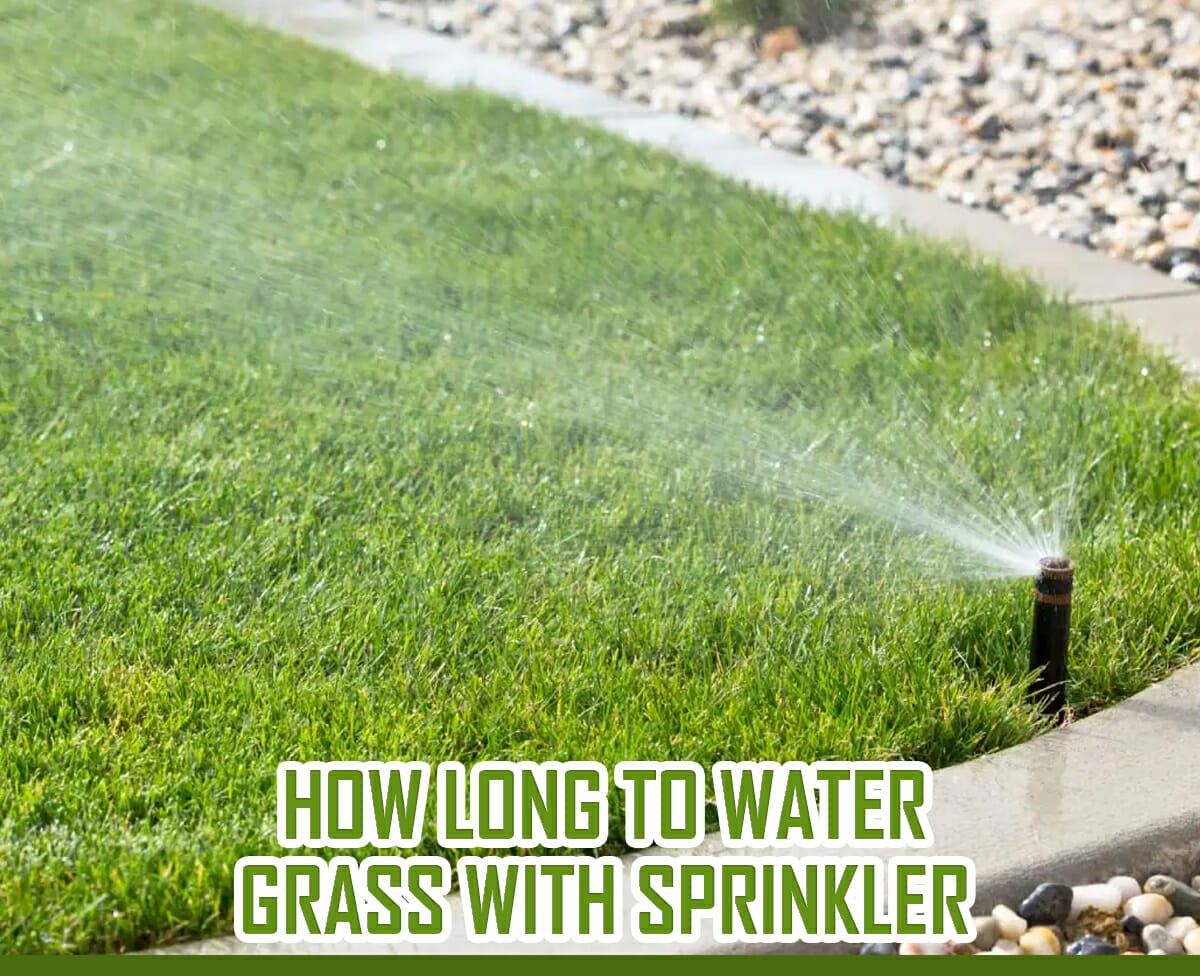 How Long To Water Grass With Sprinkler: Guide, Tips