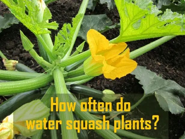 How Often Do Water Squash Plants? Best Time, Frequency, And Method