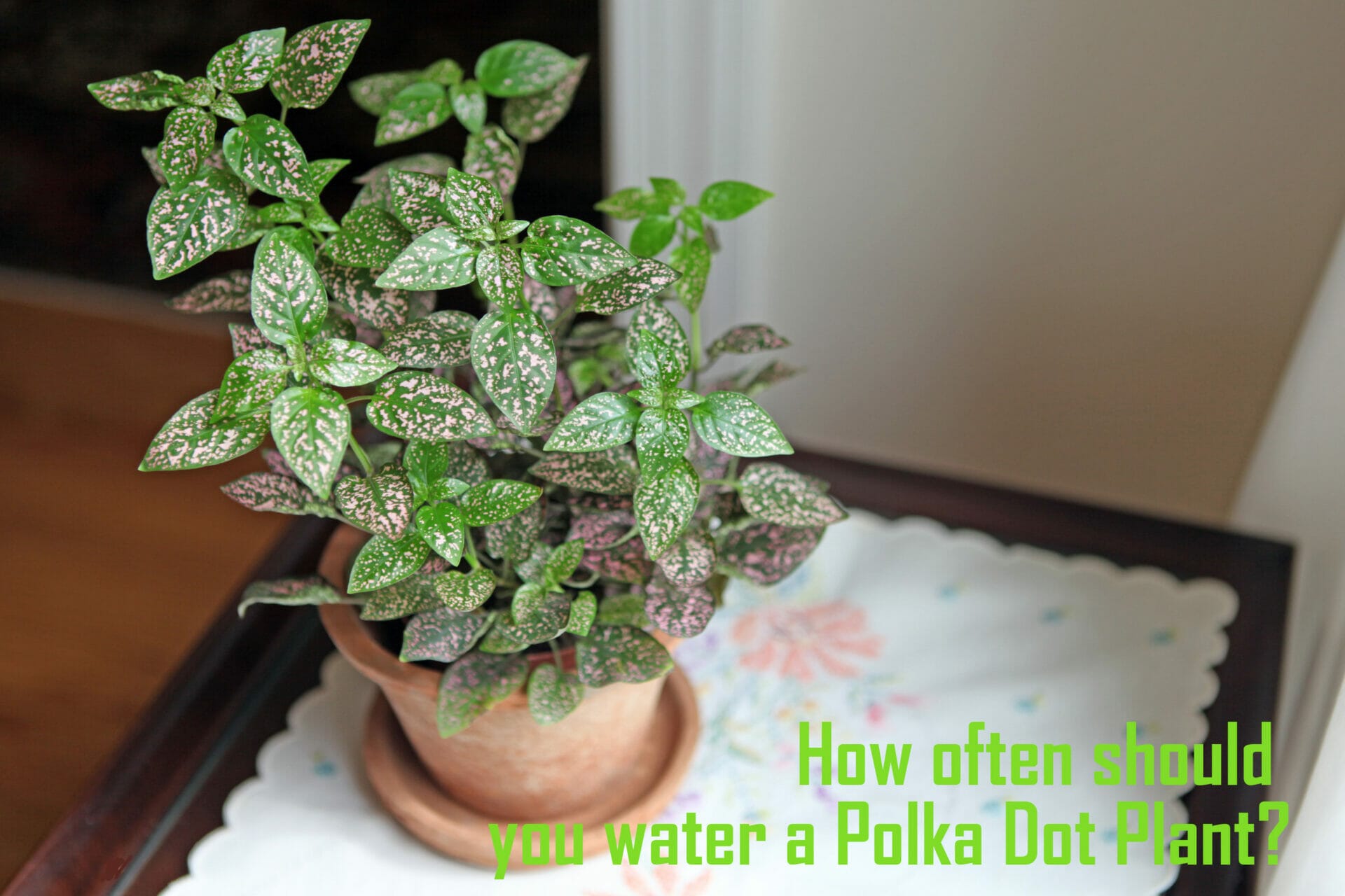 How Often Should You Water A Polka Dot Plant?