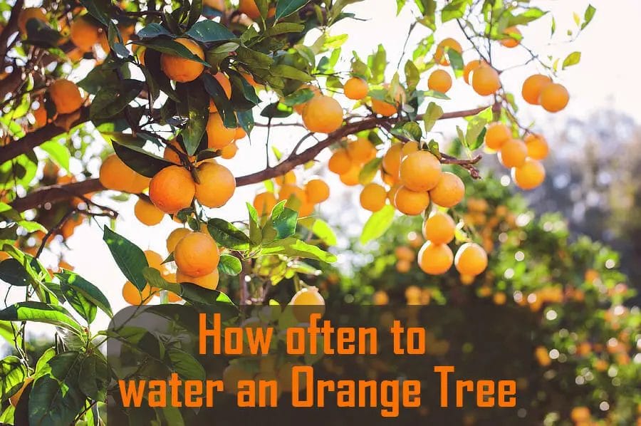How often to water an Orange Tree