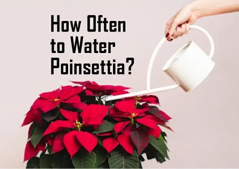 How Often to Water Poinsettia