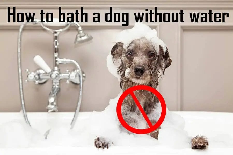 How to bath a dog without water waterev
