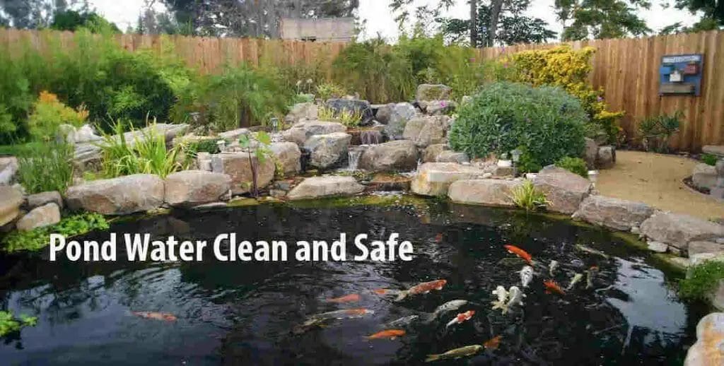 Keep the pond water clean and safe