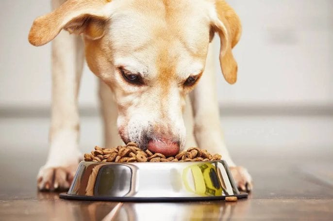 Give-Meals-To-Support-Their-Immune-System Give Meals To Support Their Immune System