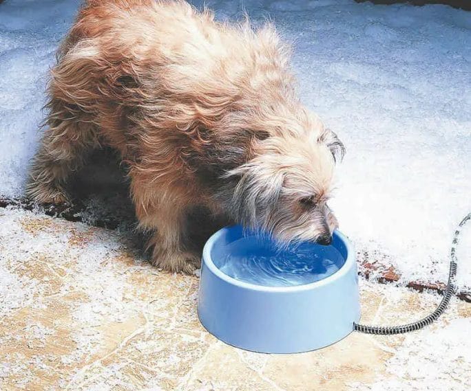 How to Prevent Your Dogs Water from Freezing How to Prevent Your Dog's Water from Freezing