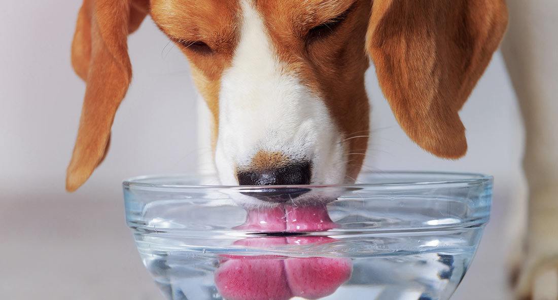 is-alkaline-water-beneficial-to-dogs