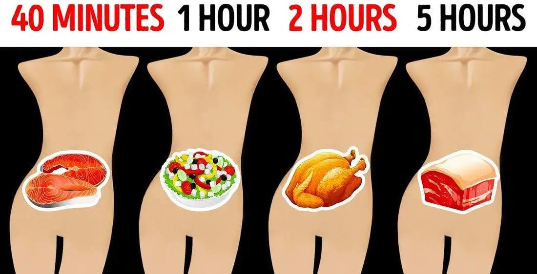 How Long Does It Take For Your Stomach to Empty?