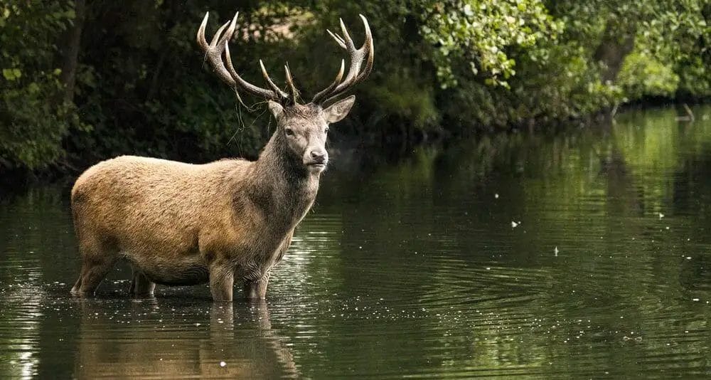 Deer And Water