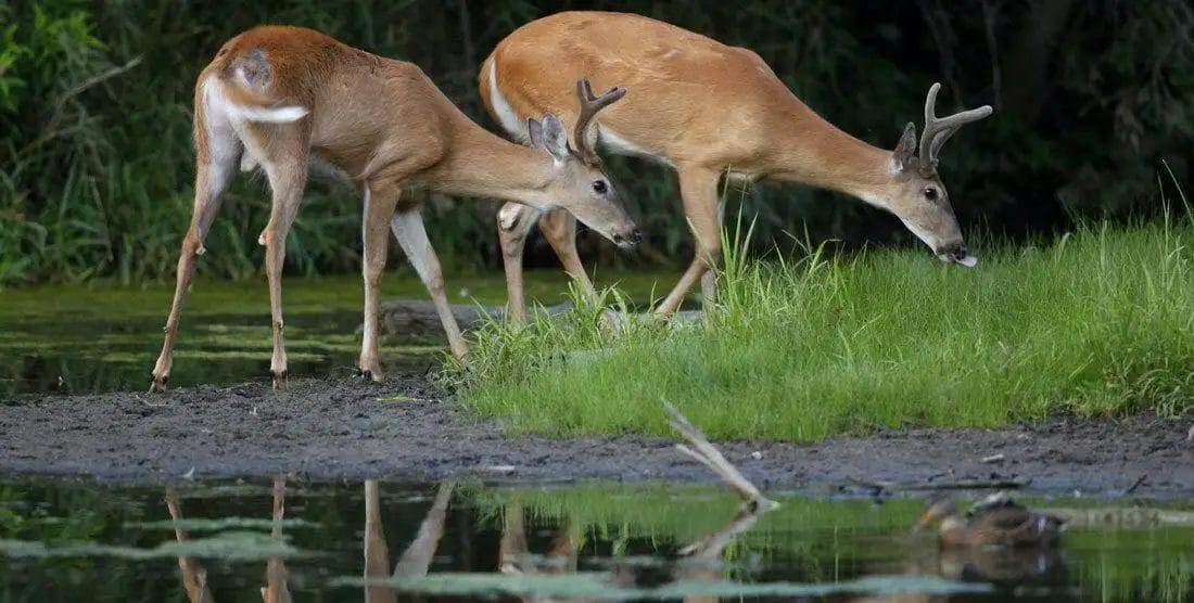 Why do deer drink so much?