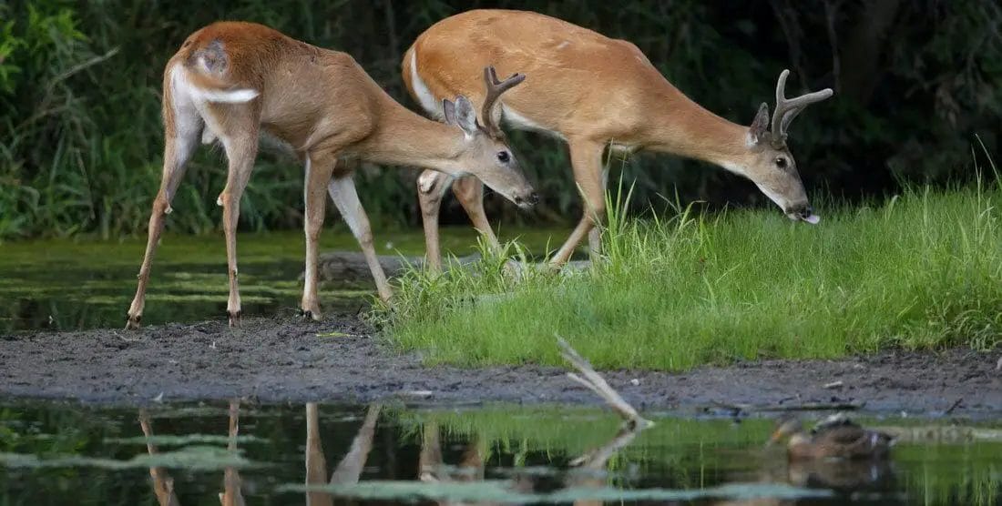 Why-Do-Deer-Drink-So-Much Why do deer drink so much?