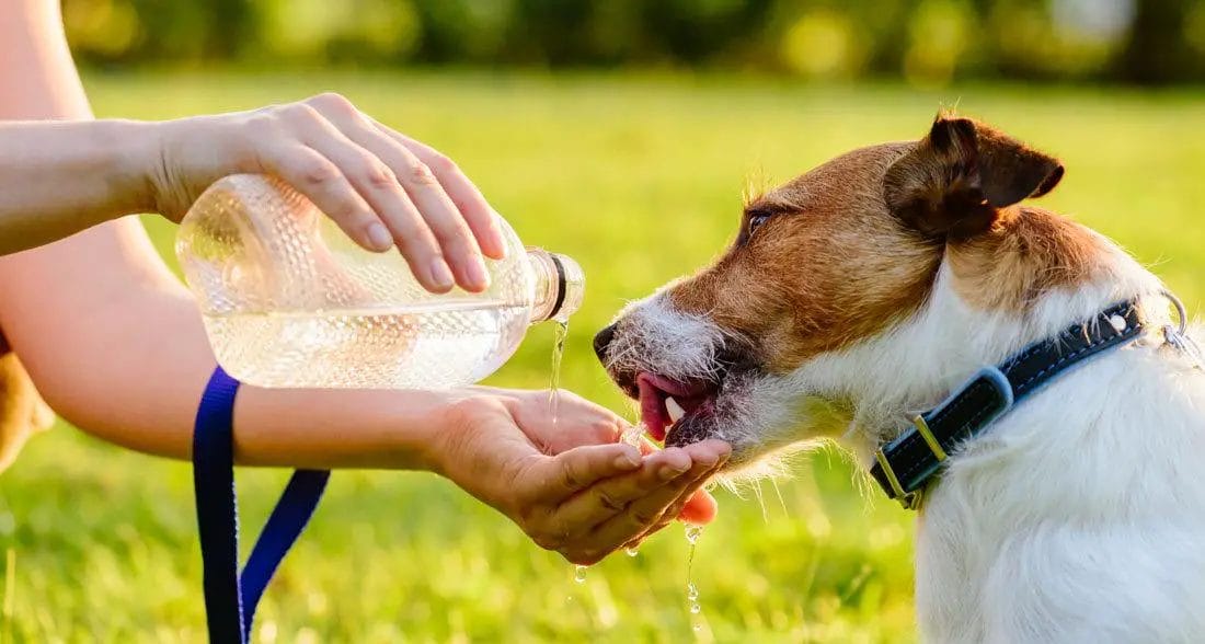 how-to-get-dog-to-drink-water-after-surgery-7-steps-instructions