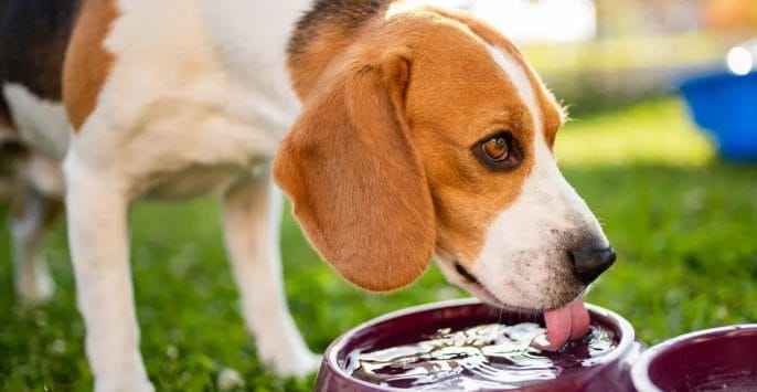 How to make sure your dog is drinking enough water