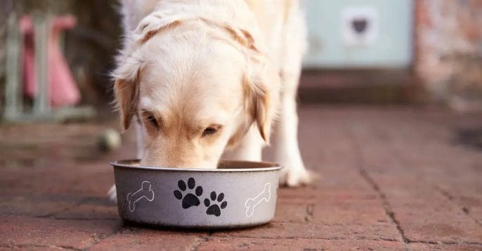 Provide-Your-Dog-With-Easy-Access-To-Freshwater Provide your dog with easy access to freshwater