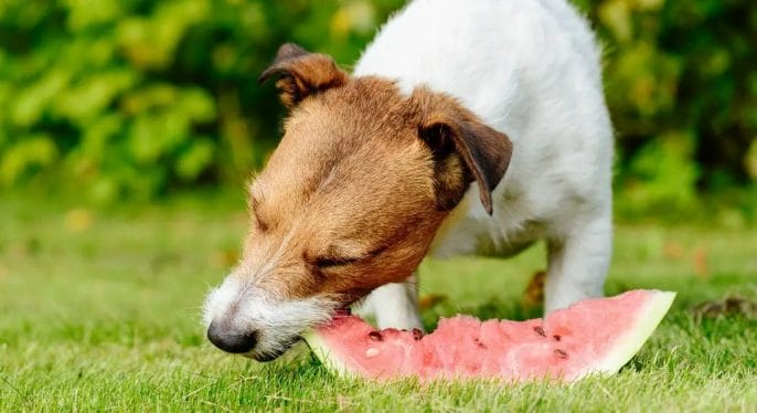 Safe Ways to Feed Watermelon to Your Dog