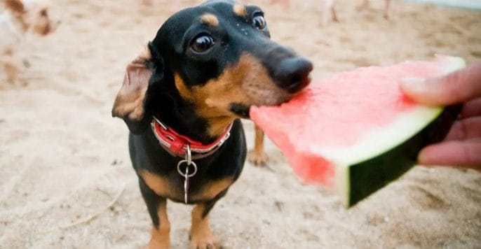 Watermelon can be dangerous for dogs