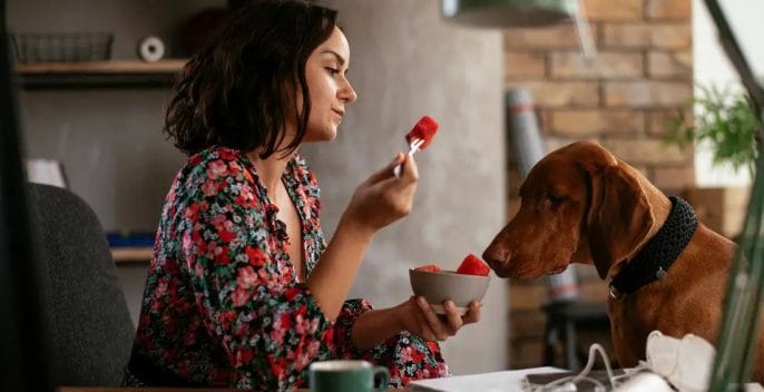 Watermelons-are-structurally-harmful-to-dogs Watermelons are structurally harmful to dogs