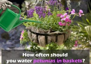 How often should water petunias in basket