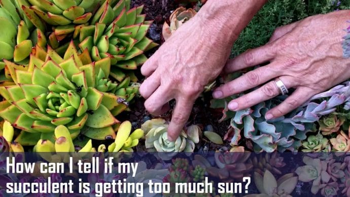 How Can I Tell If My Succulent Is Getting Too Much Sun How can I tell if my succulent is getting too much sun