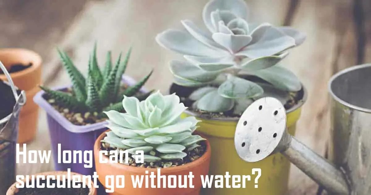 How long can a succulent go without water