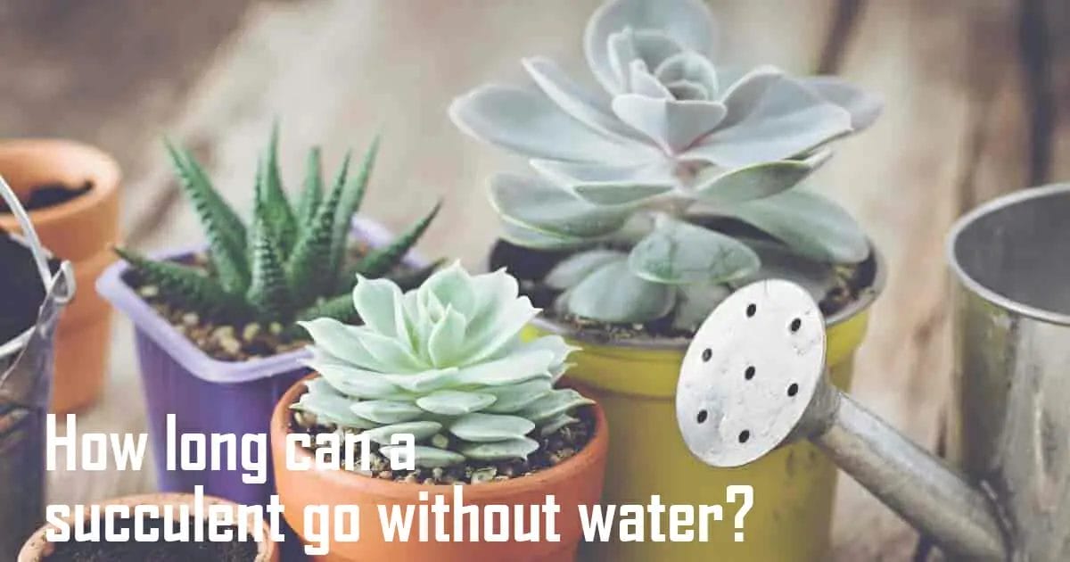 How Long Can A Succulent Go Without Water Waterev How long can a succulent go without water