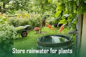 How long can you store rainwater for plants