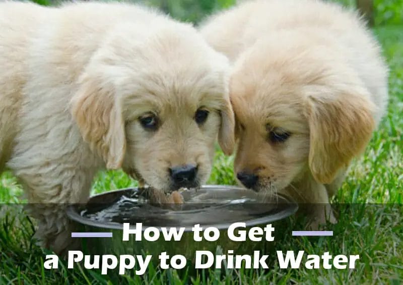 How To Get A Puppy To Drink Water [Tips, Tricks, And More]
