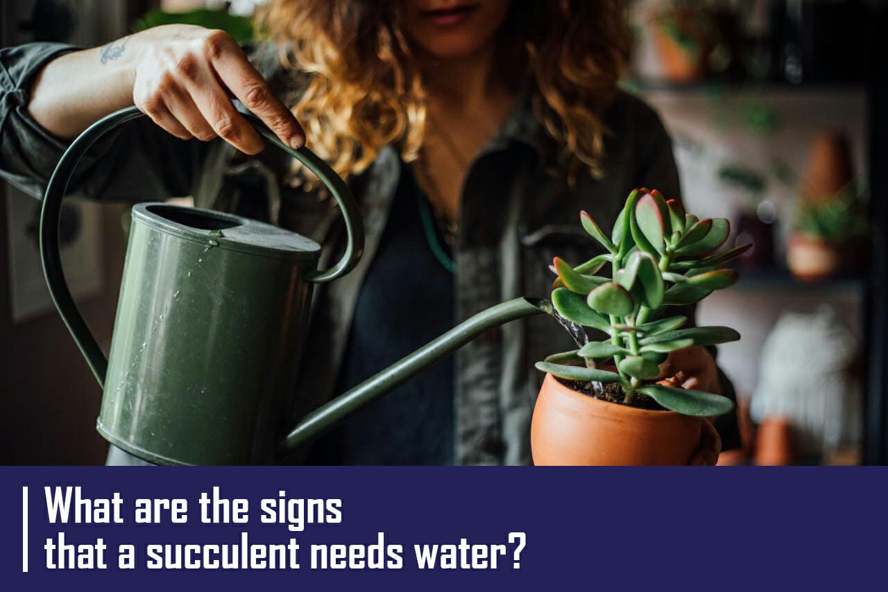  What are the signs that a succulent needs water