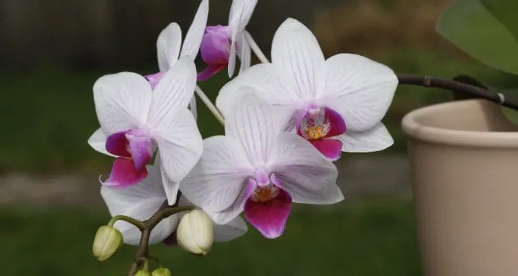 Here are a few things to keep in mind while watering phalaenopsis
