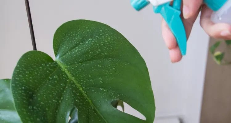 How Much Water Does a Monstera Need?