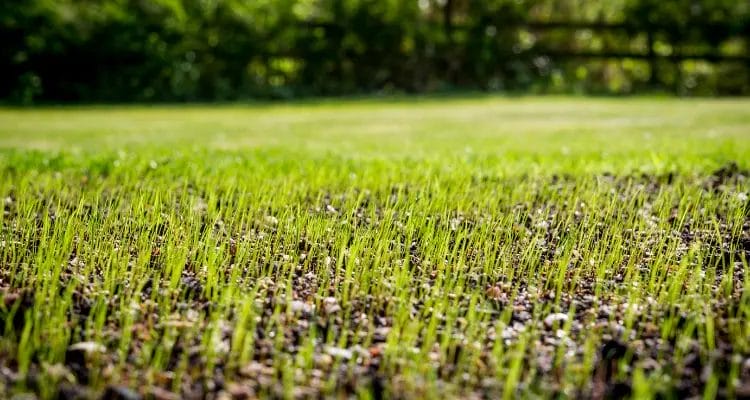 How should you rake new grass seed?