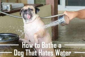 How to Bathe a Dog That Hates Water