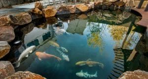 How to Get Crystal Clear Koi Pond Water