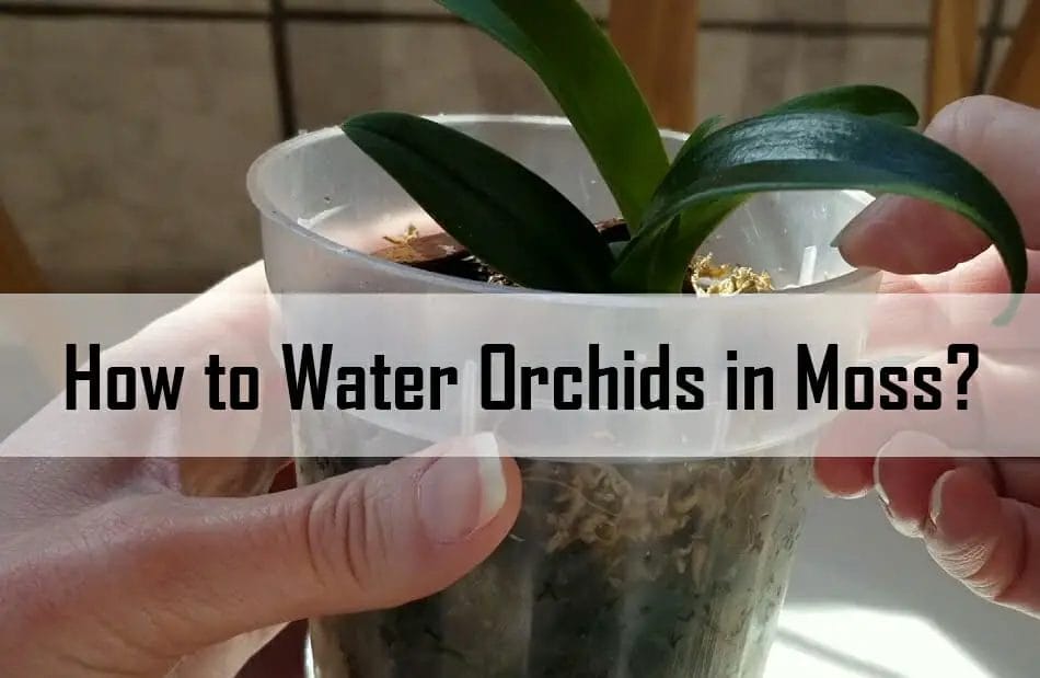 How to Water Orchids in Moss? (The Best Methods and Techniques)