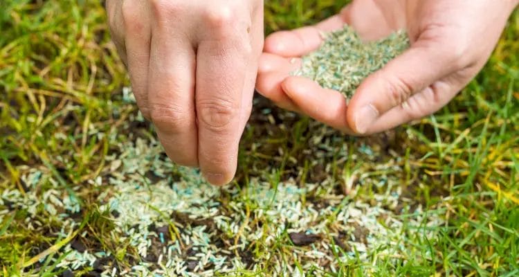 How to care for new grass seedlings?